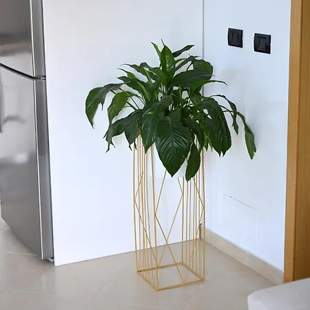 בית אירוח Fly